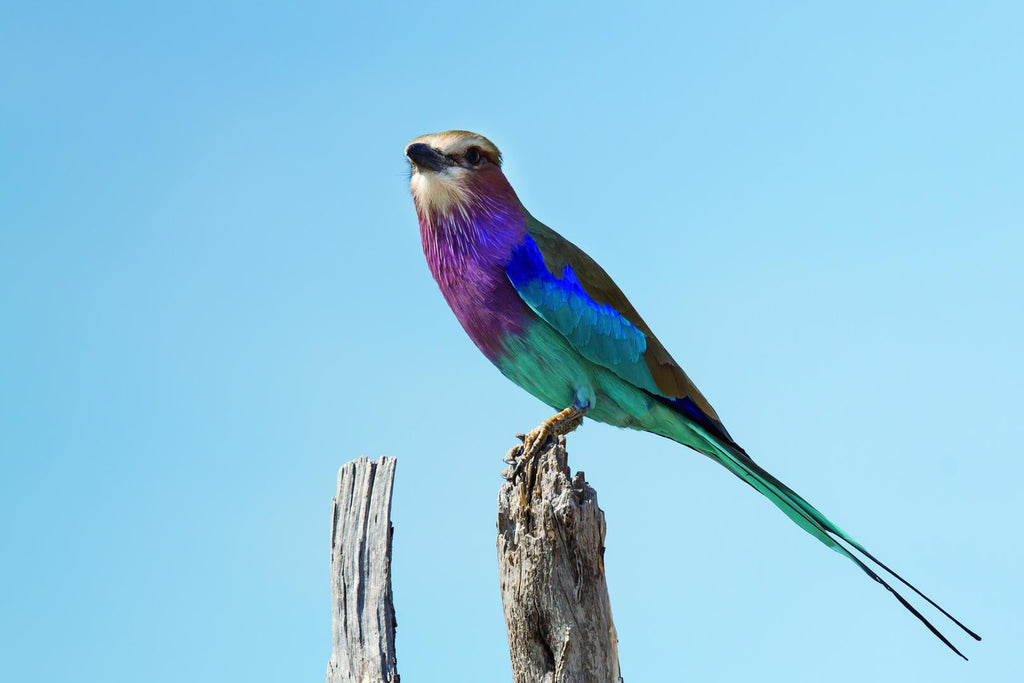 Bird Watching gallery image 2