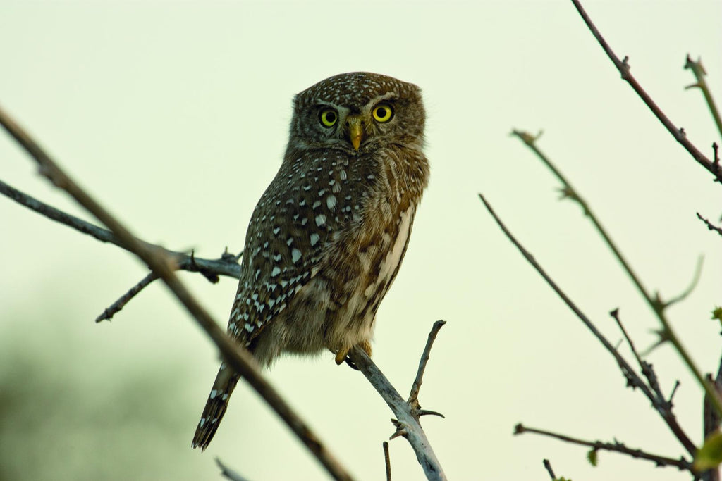 Bird Watching gallery image 1