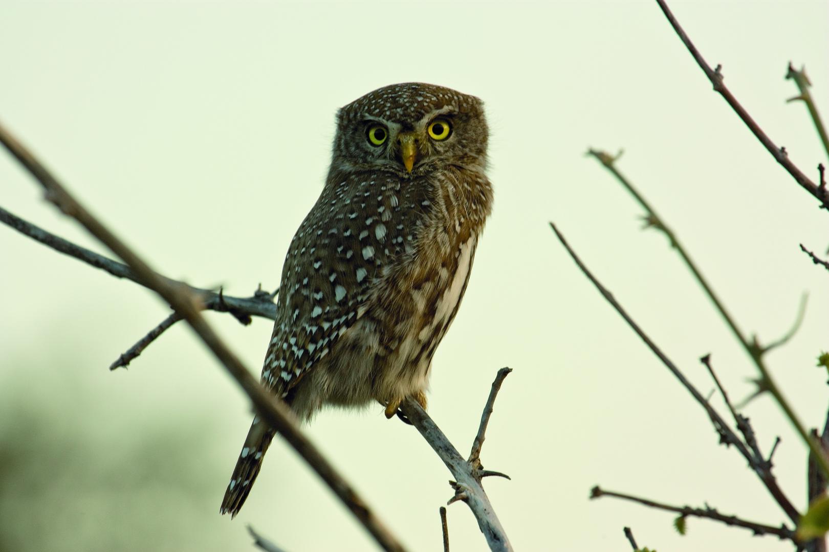 Bird Watching