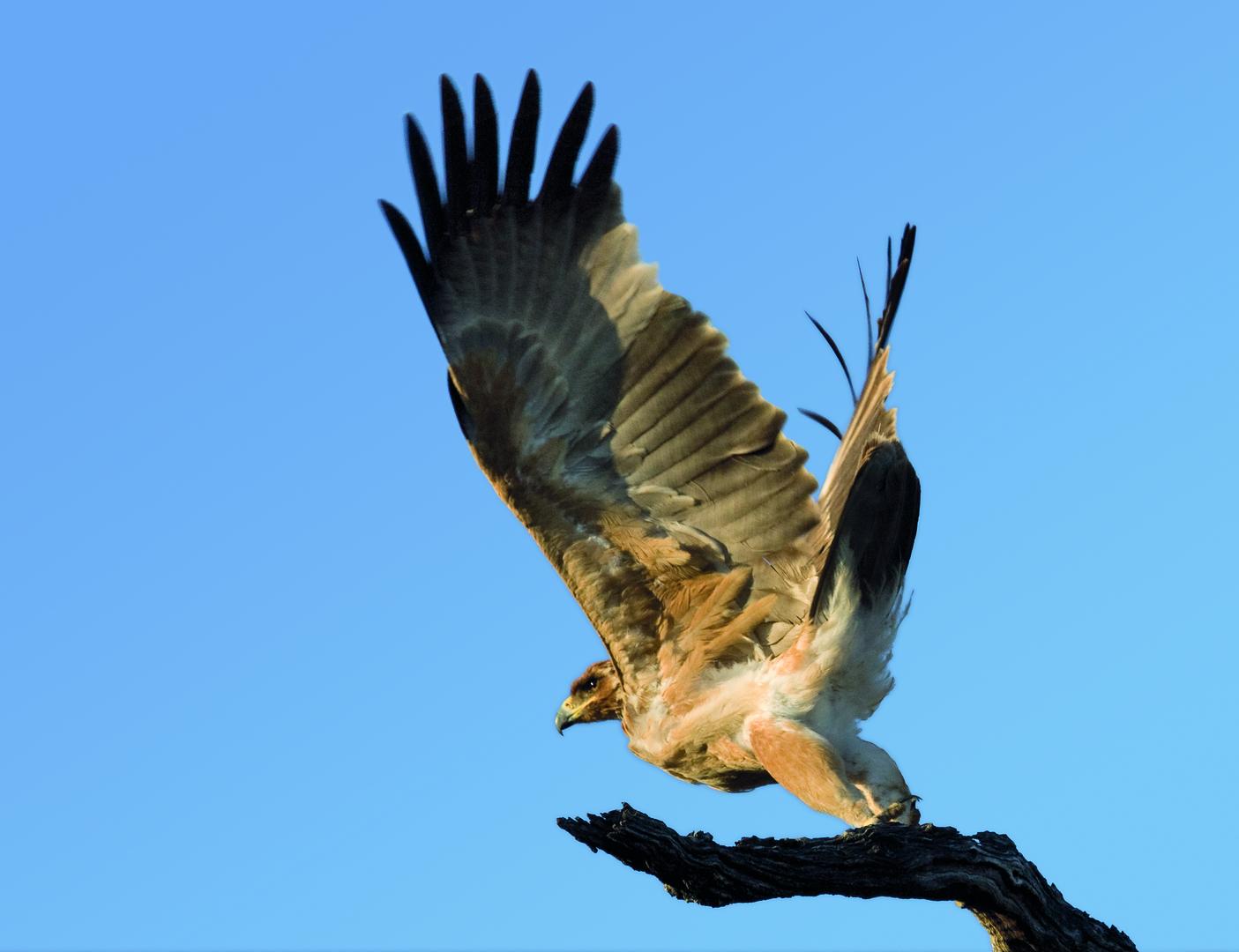Bird Watching gallery image 3