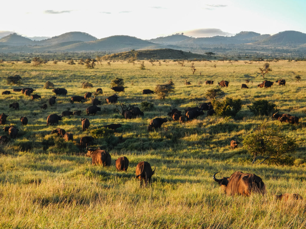 Day and Night Game Drives gallery image 11