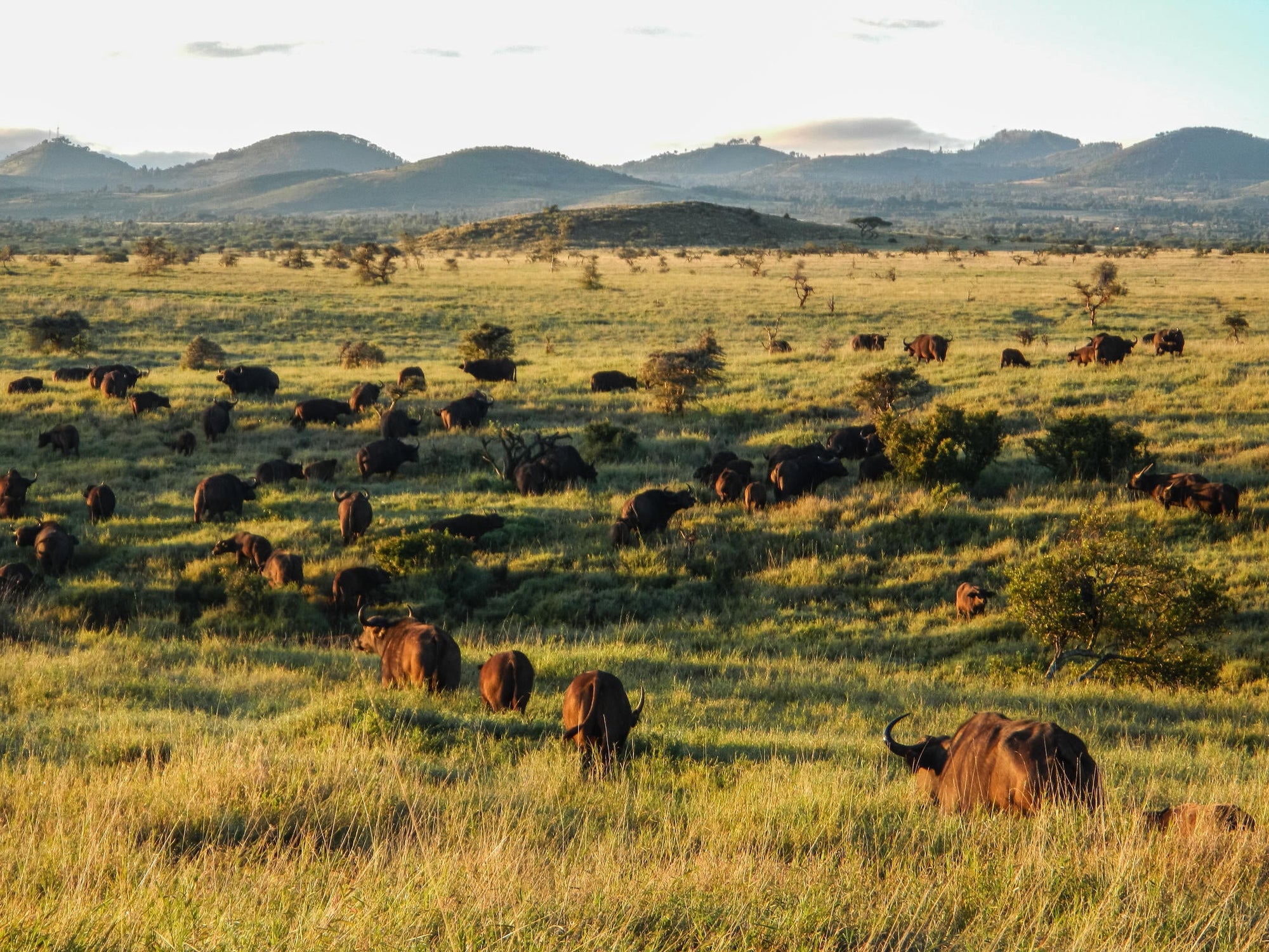 Day and Night Game Drives gallery image 11