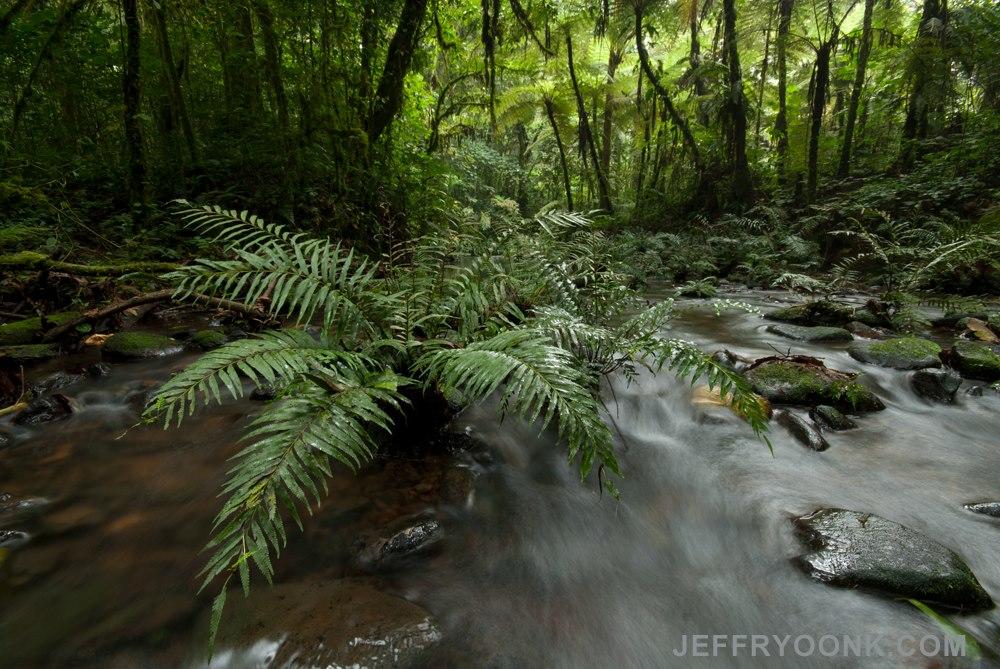 Bwindi Forest Walk gallery image 2