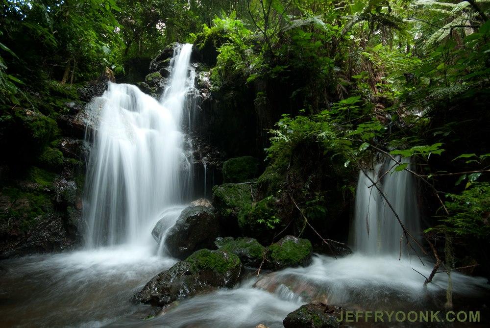 Bwindi Forest Walk