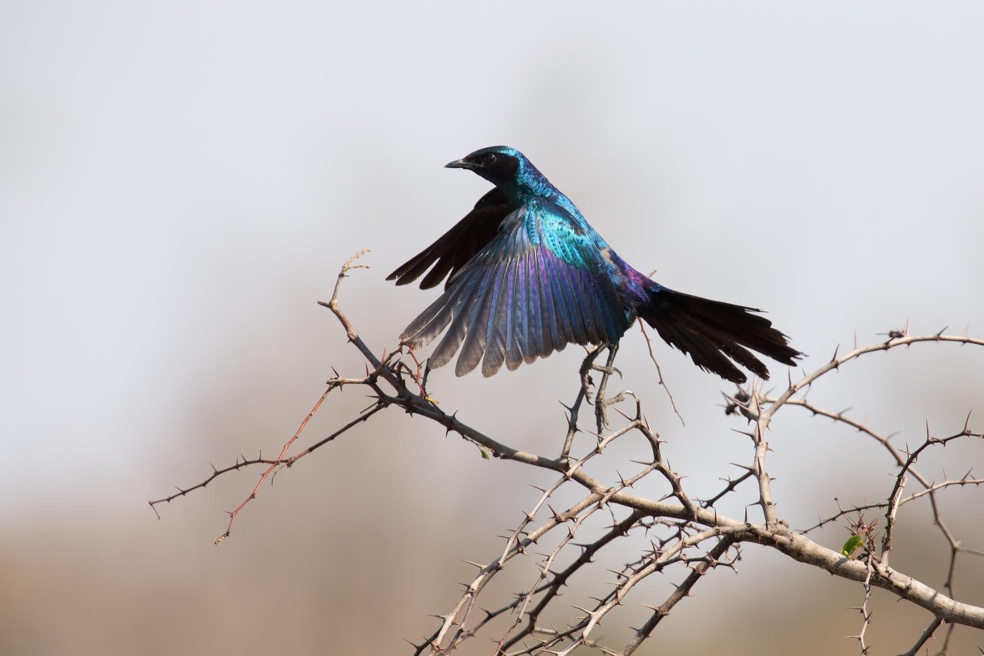 On-site Birding Opportunities (Bush & River) gallery image 2