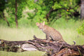 Camp Moremi game drives gallery image 1