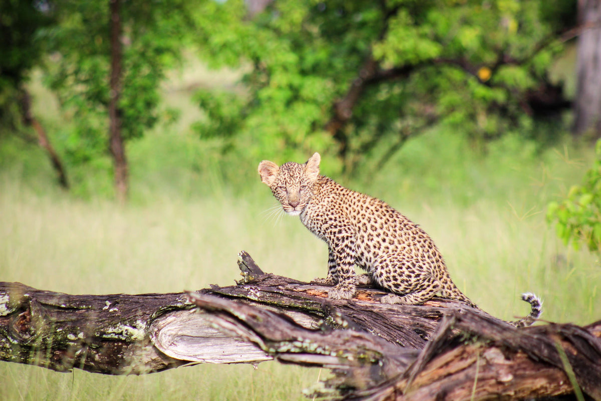 Camp Moremi game drives