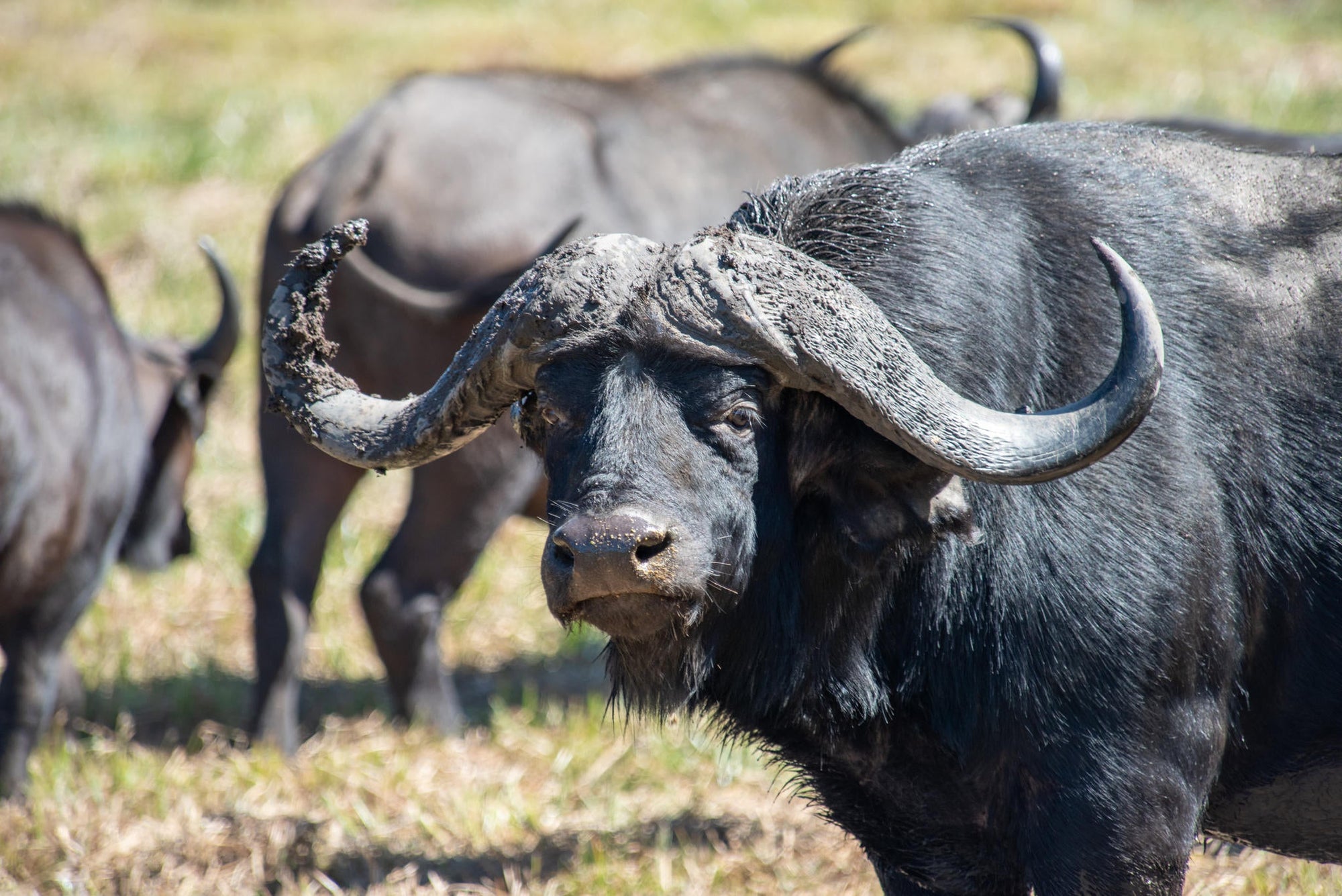 Game Drives  gallery image 7