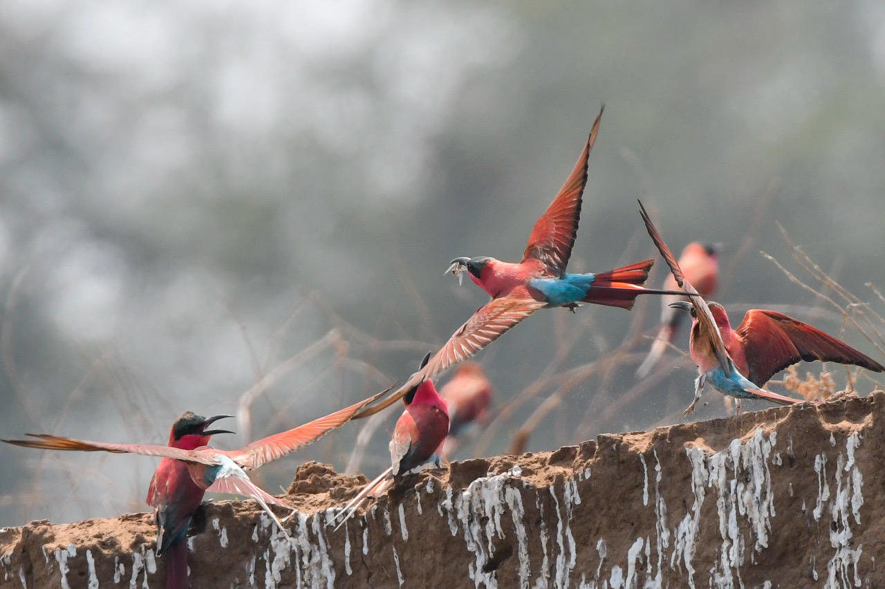 Birding