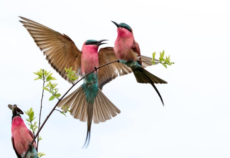Guided walks to the bird colonies (Seasonal)