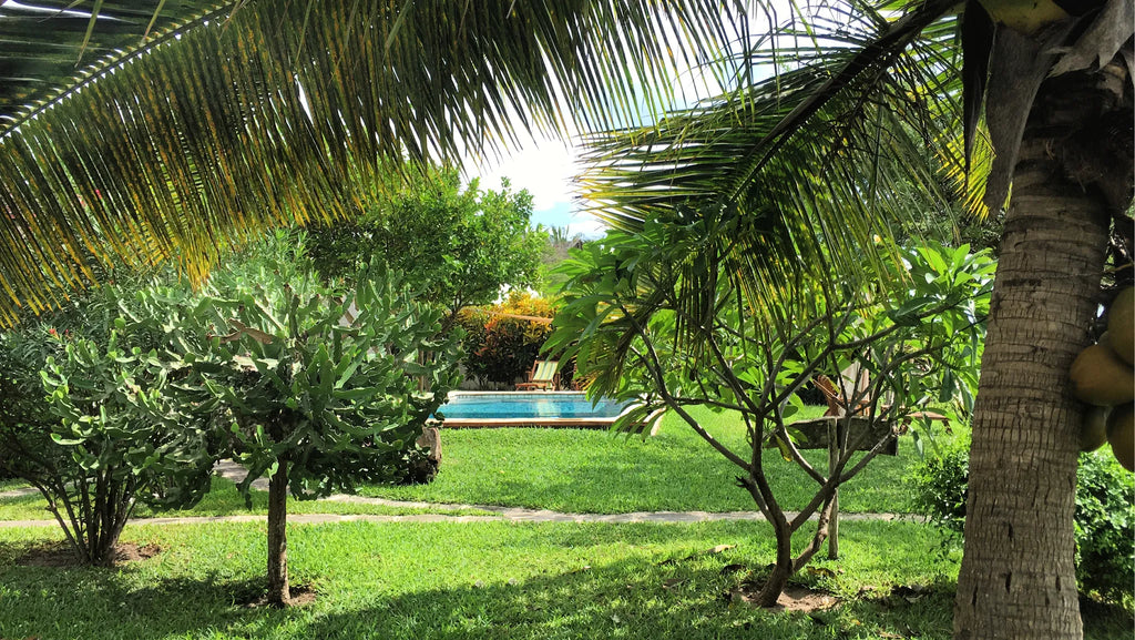 An oasis on the beach at Casa Babi, Vilankulos, Mozambique.