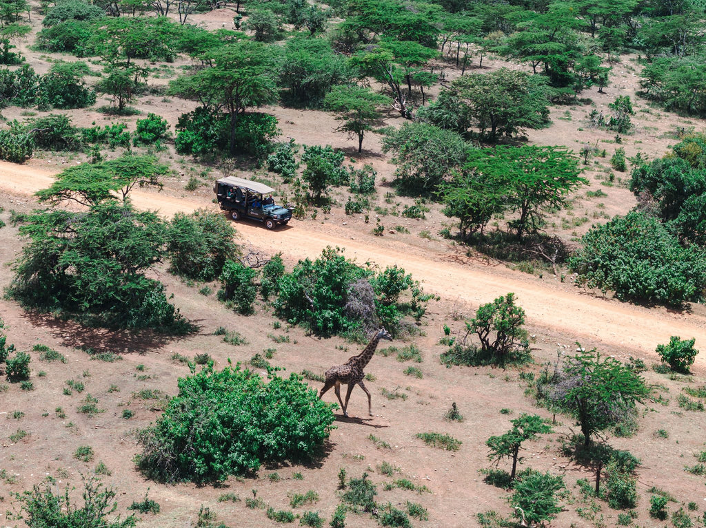 Safari & Wildlife