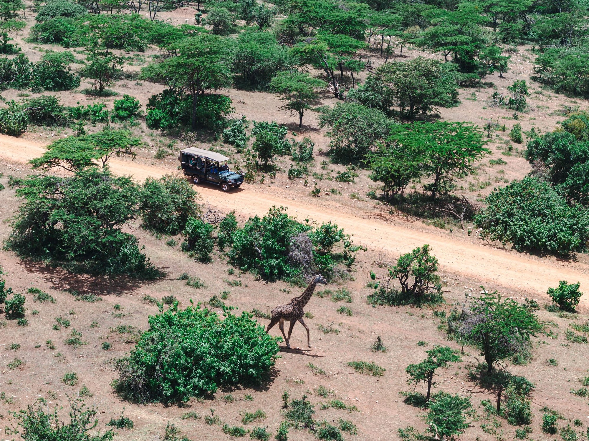 Safari & Wildlife