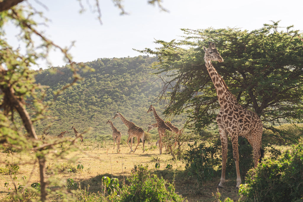Safari & Wildlife