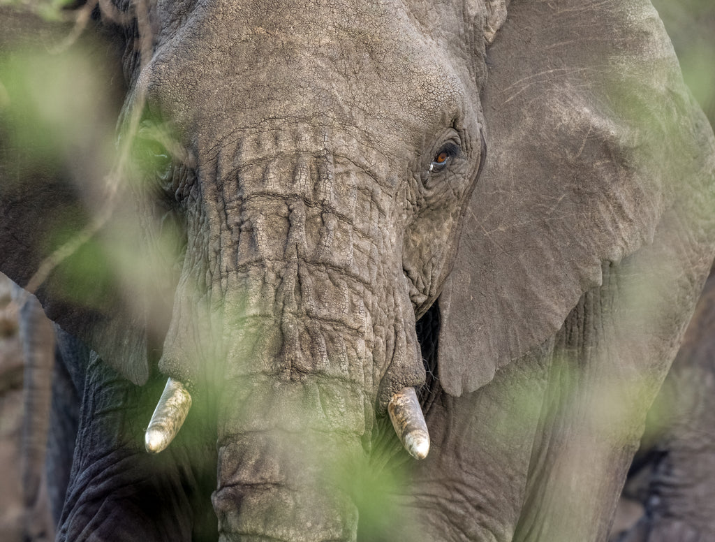 Safari & Wildlife