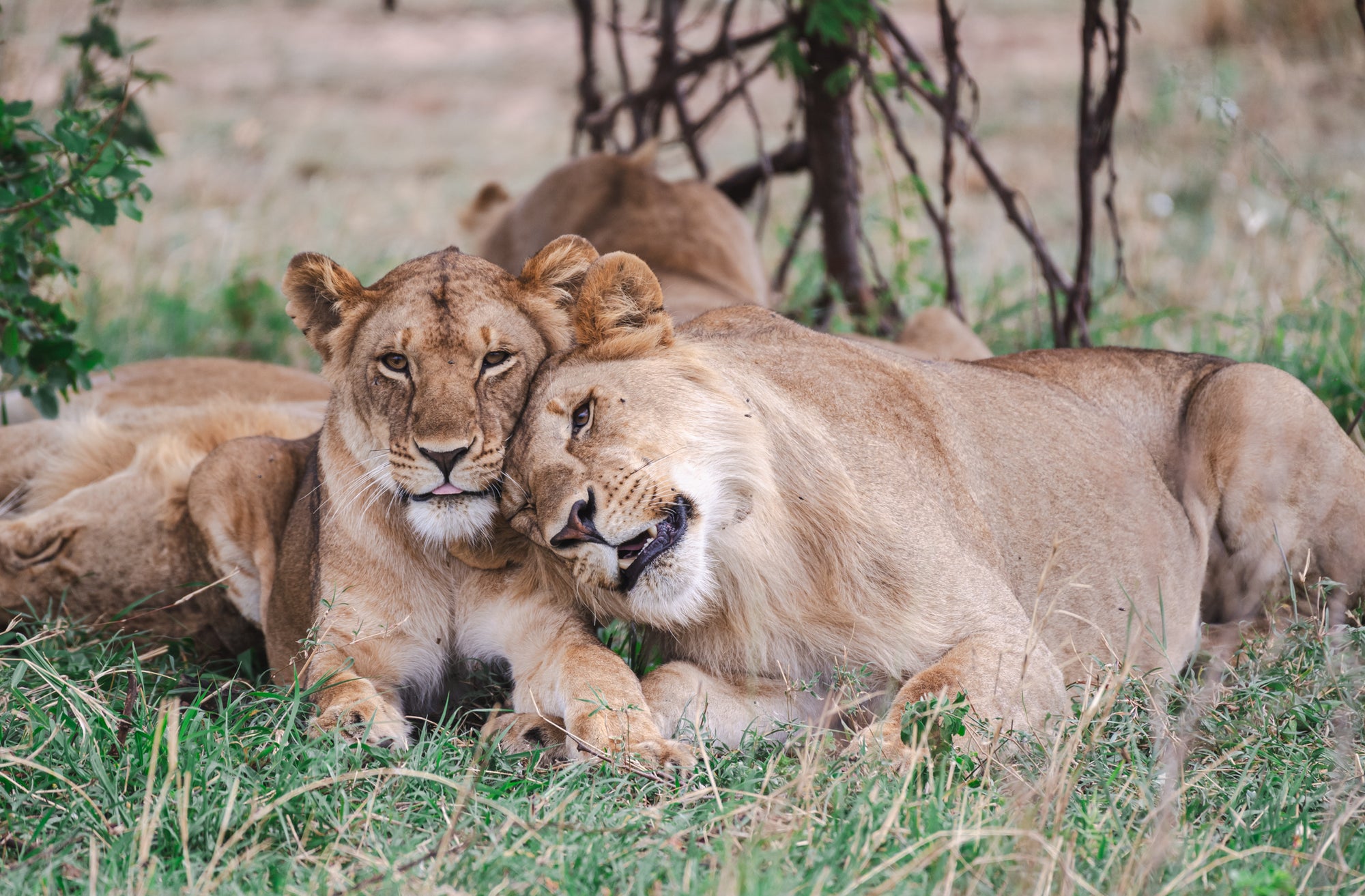 Safari & Wildlife