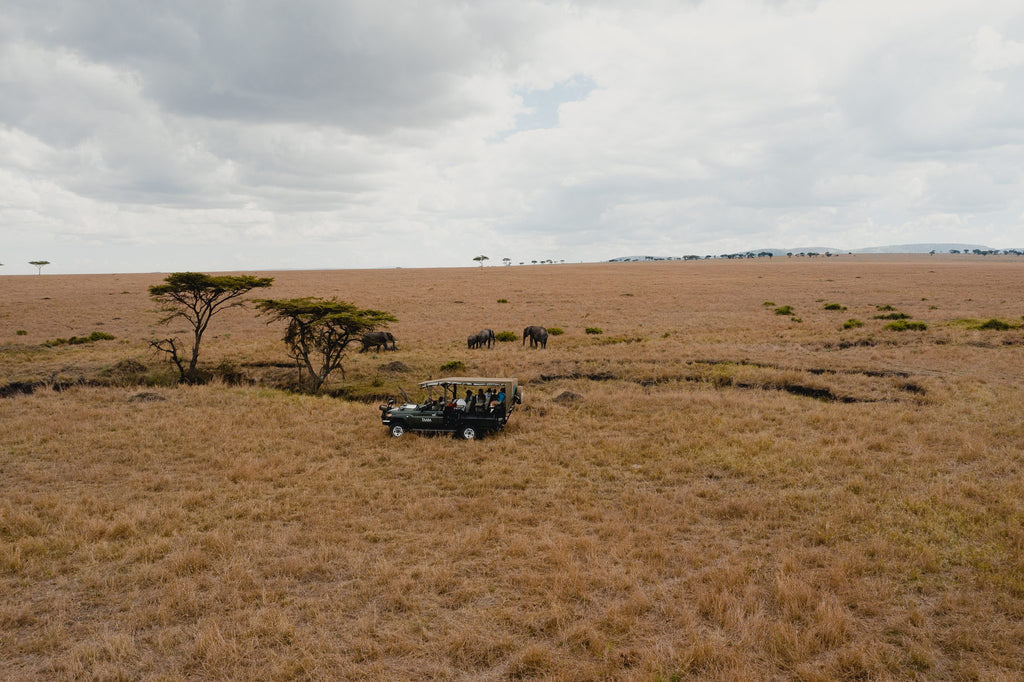 Safari & Wildlife