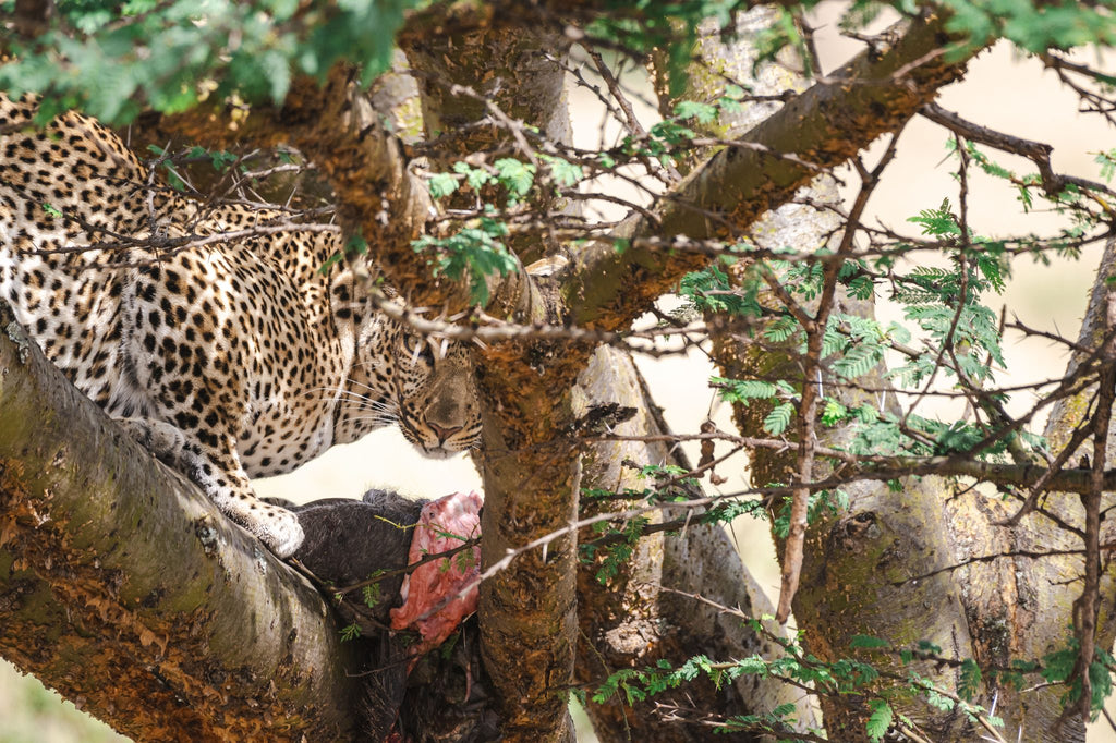 Safari & Wildlife