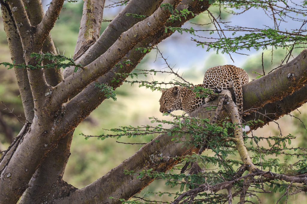 Safari & Wildlife