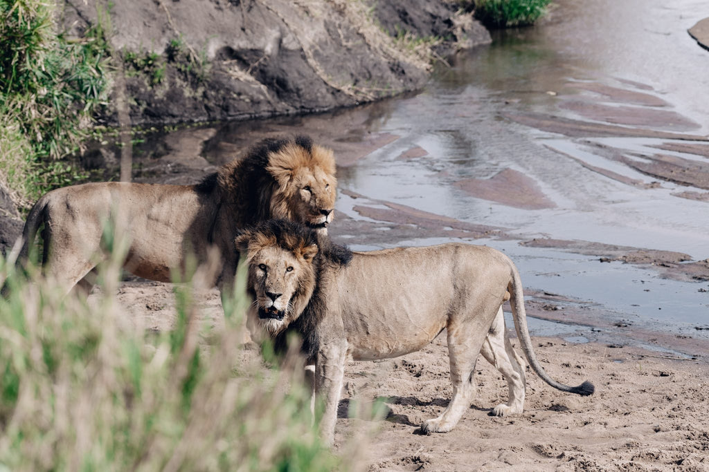 Safari & Wildlife
