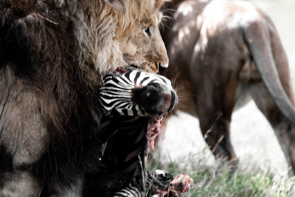 Safari & Wildlife