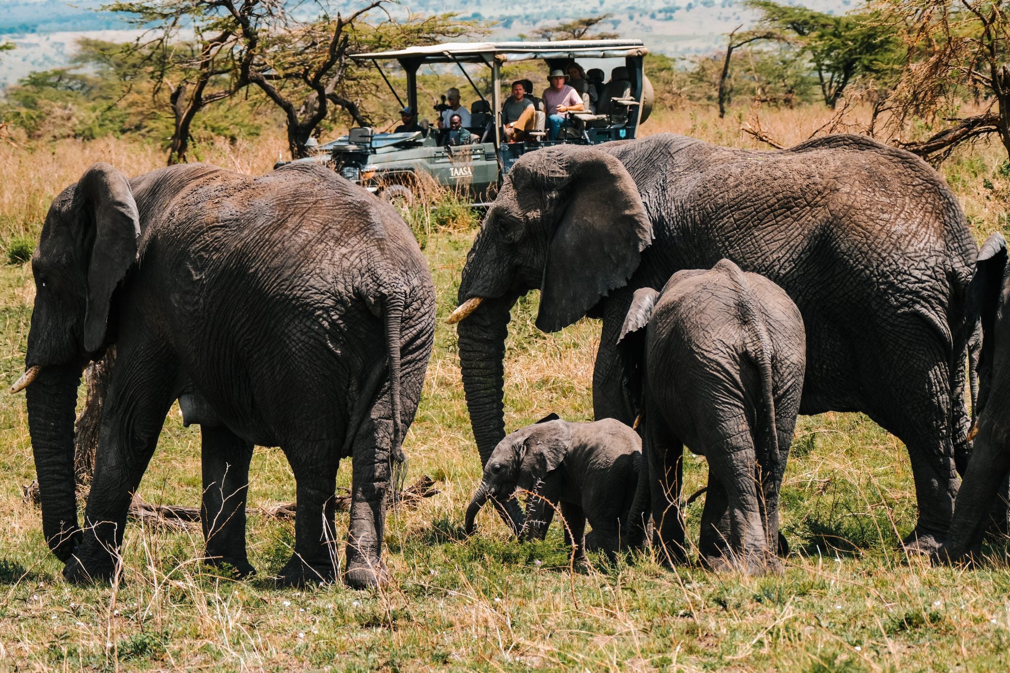 Safari & Wildlife