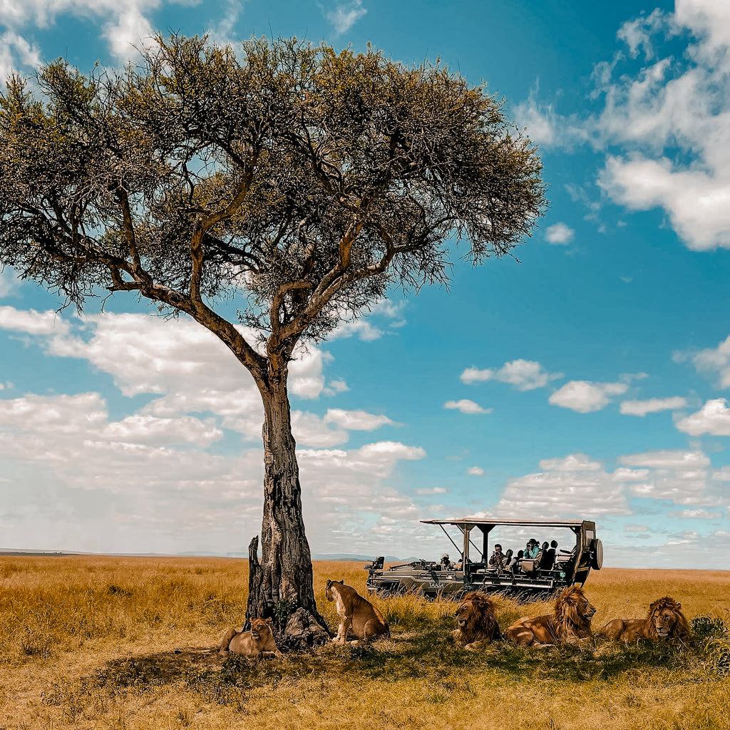 Safari & Wildlife