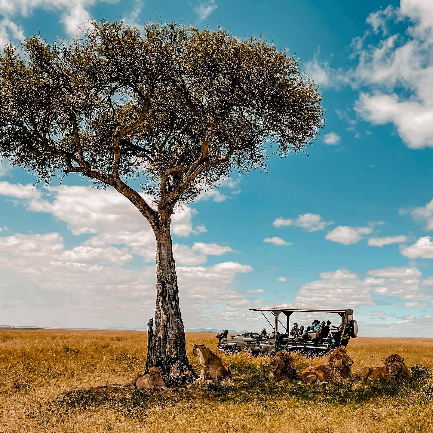 Safari & Wildlife