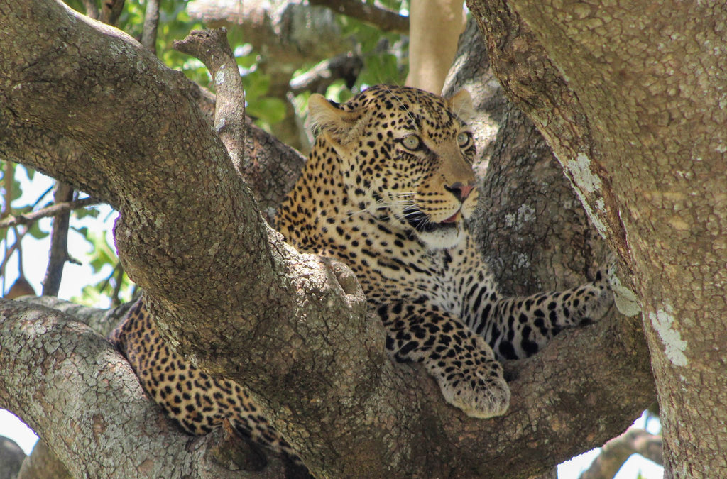 Safari & Wildlife