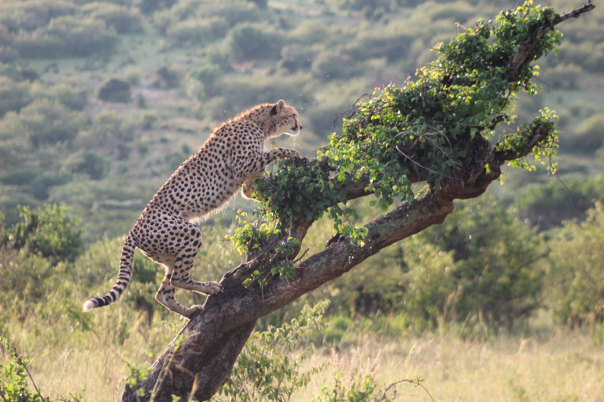 Safari & Wildlife