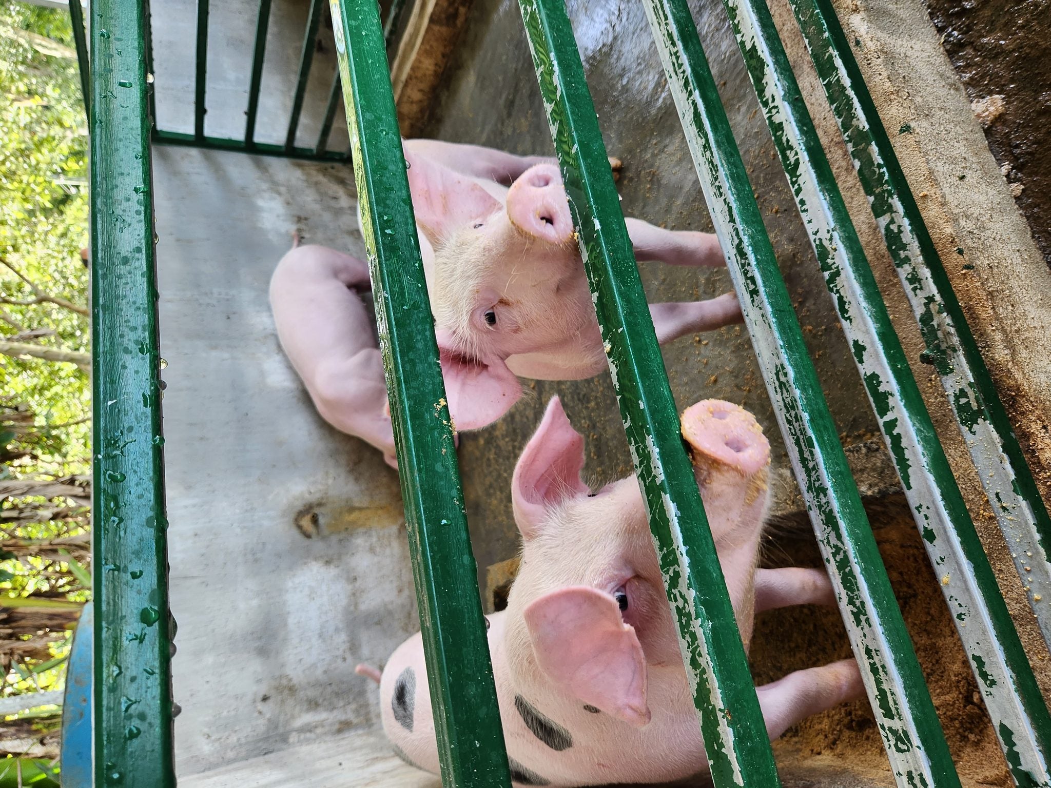 A DAY WITH LOCALS
