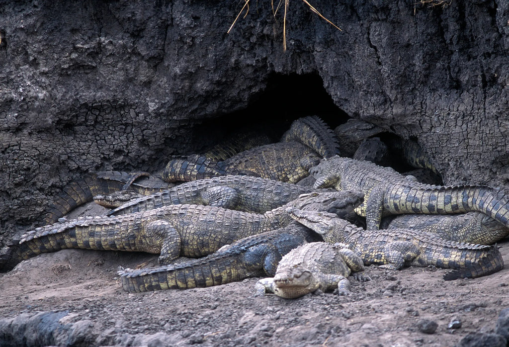 Crocodiles in Katavi at Chada Katavi, Katavi National Park, Tanzania.