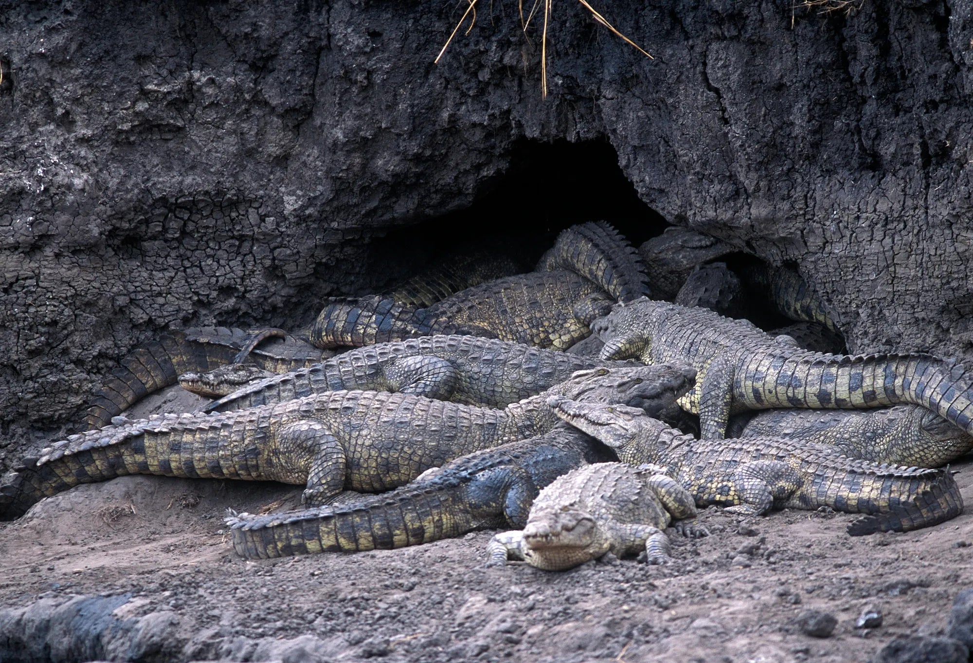Crocodiles in Katavi at Chada Katavi, Katavi National Park, Tanzania.