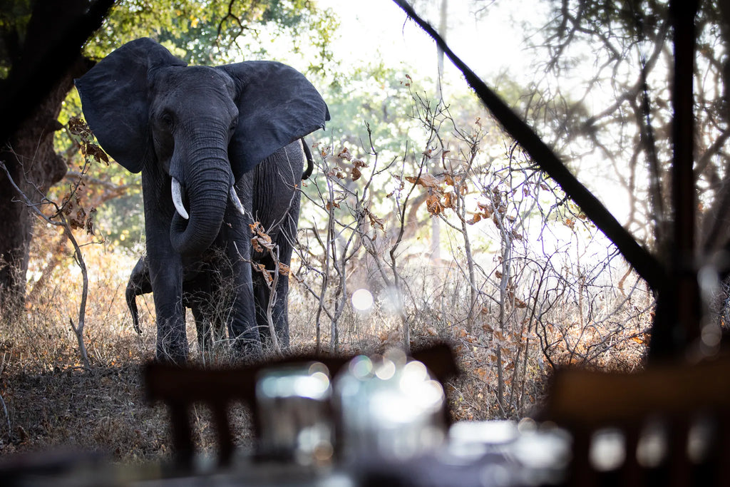 Elephant in camp at Chada Katavi, Katavi National Park, Tanzania.