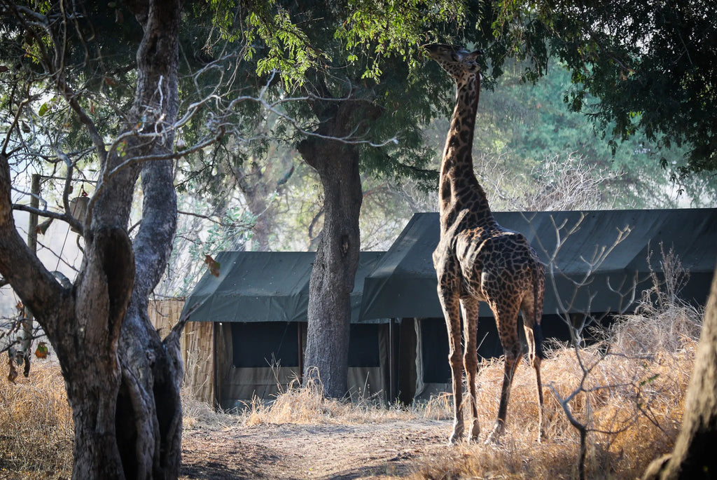 Giraffe in camp at Chada Katavi, Katavi National Park, Tanzania.