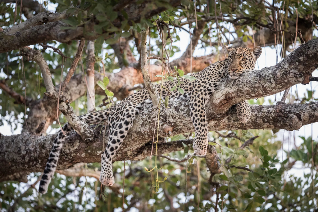 Leopard at Chada Katavi, Katavi National Park, Tanzania.