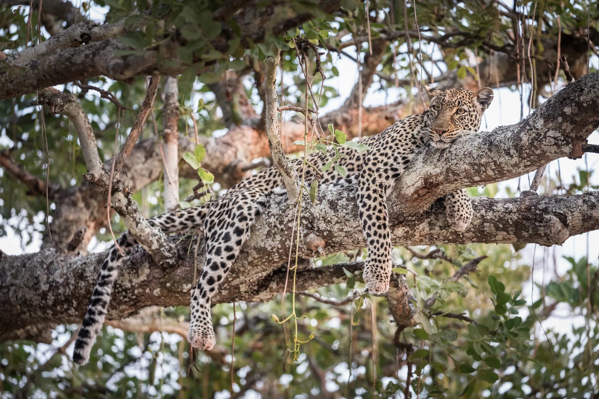 Leopard at Chada Katavi, Katavi National Park, Tanzania.