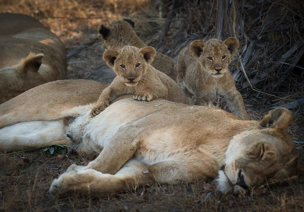 Lions in Katavi at Chada Katavi, Katavi National Park, Tanzania.