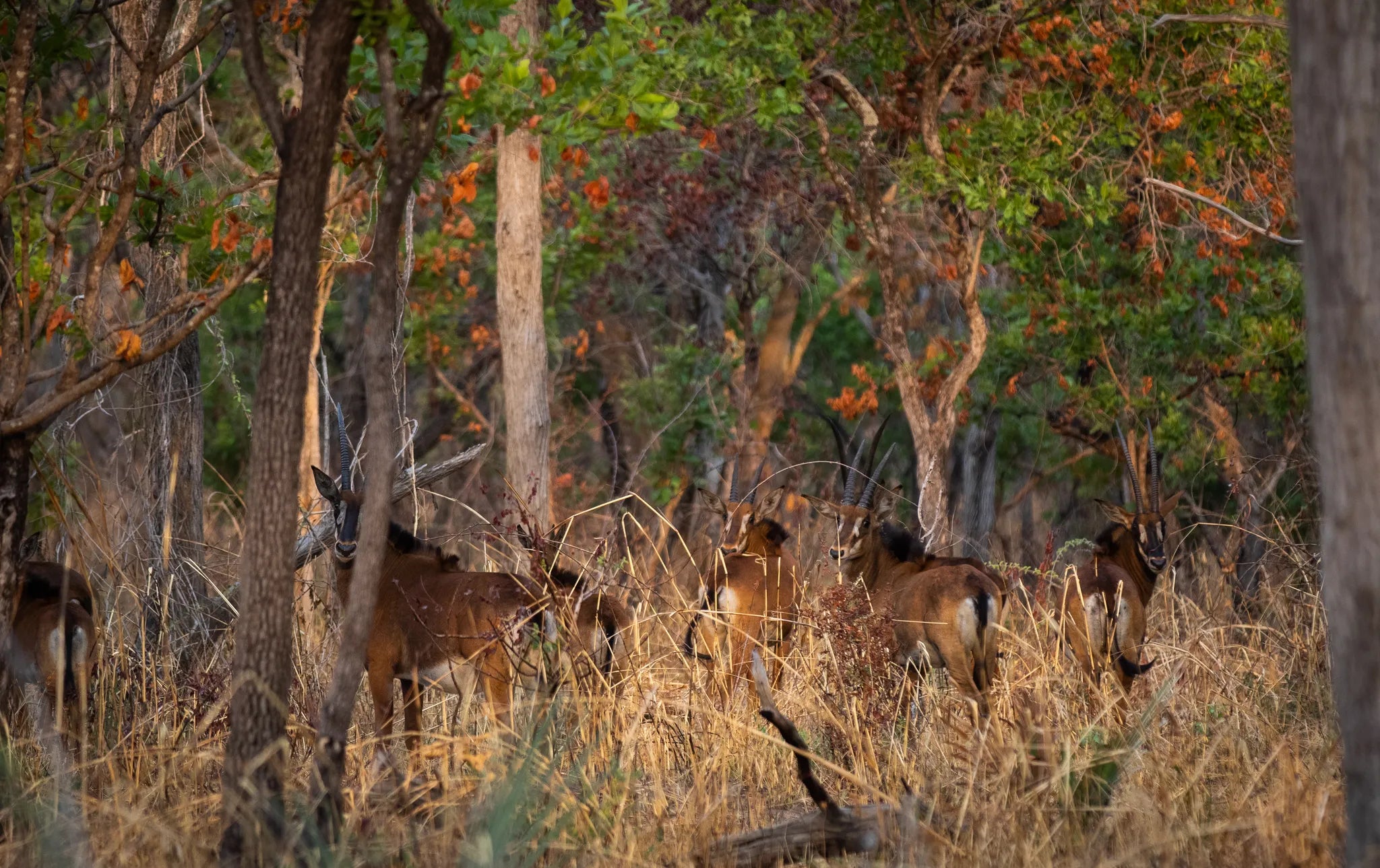 Sable in Katavi at Chada Katavi, Katavi National Park, Tanzania.