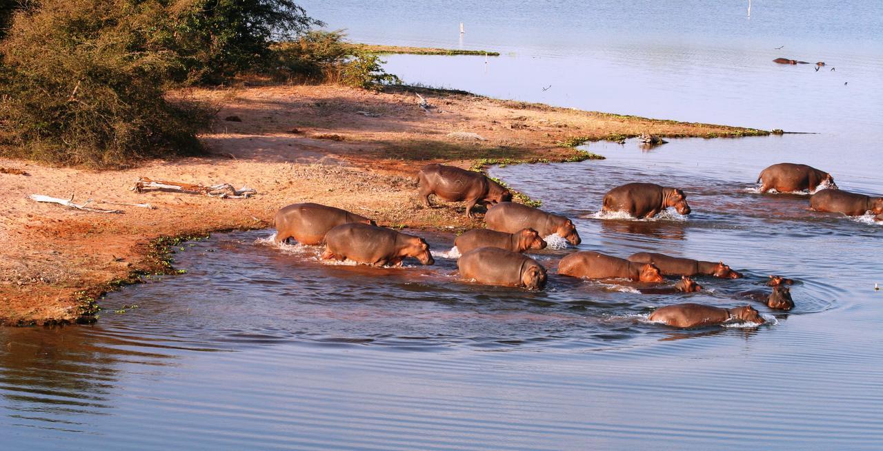 Day Trip to Chobe National Park  gallery image 8