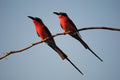 Bird Watching gallery image 1