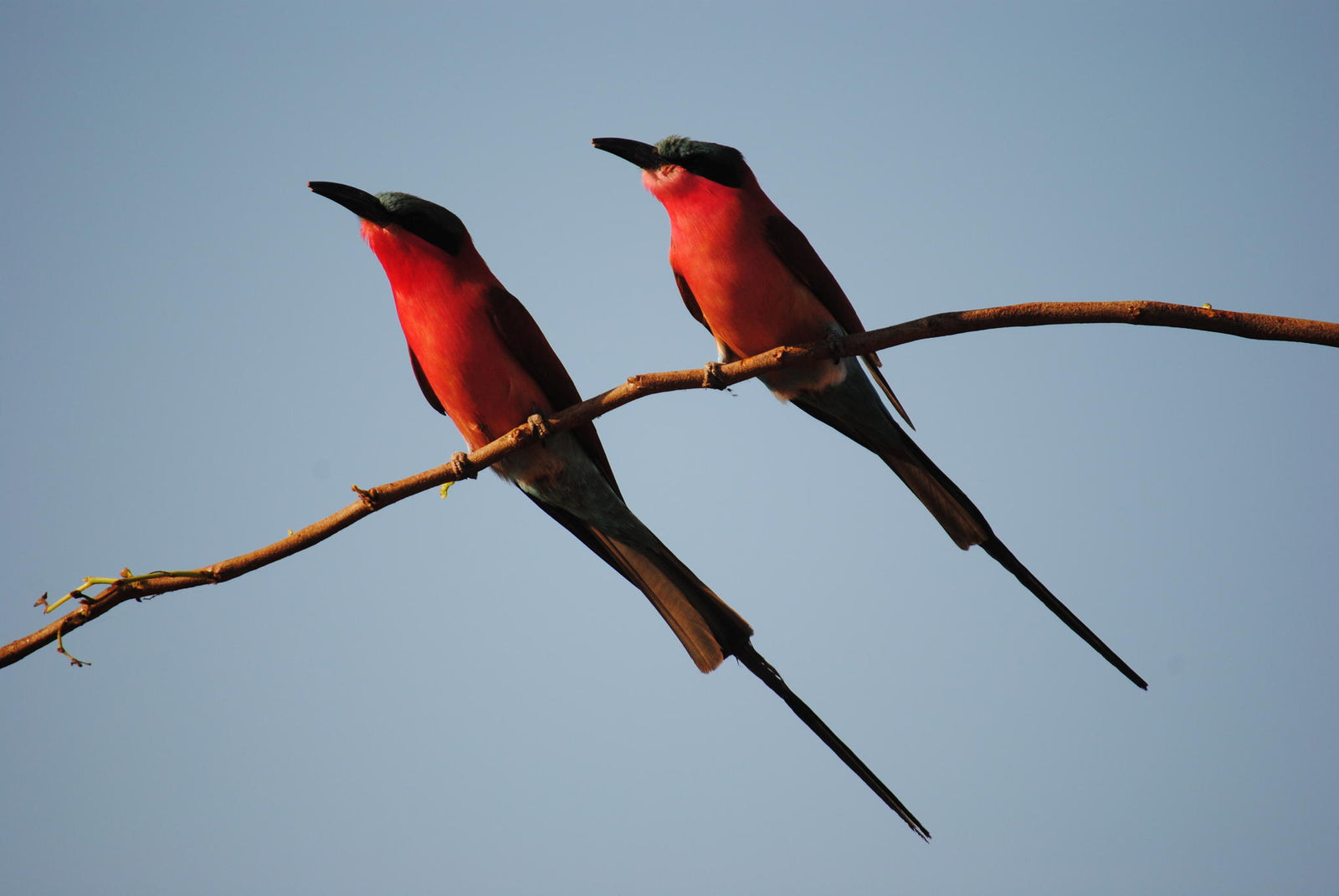 Bird Watching