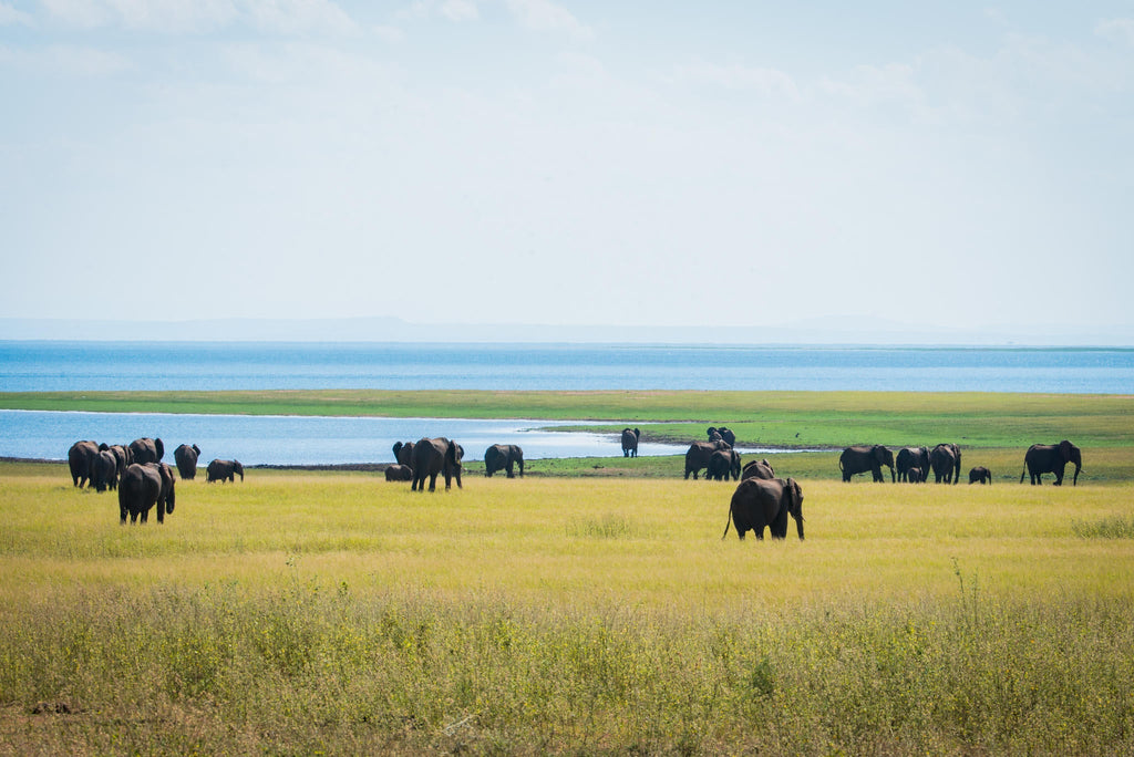 Game Drive gallery image 8