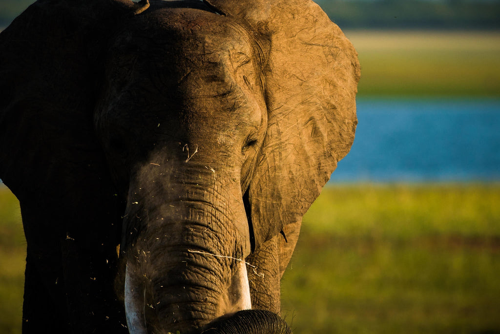 Neil Fairlie, Your Photographic Guide at Changa Safari Camp gallery image 2