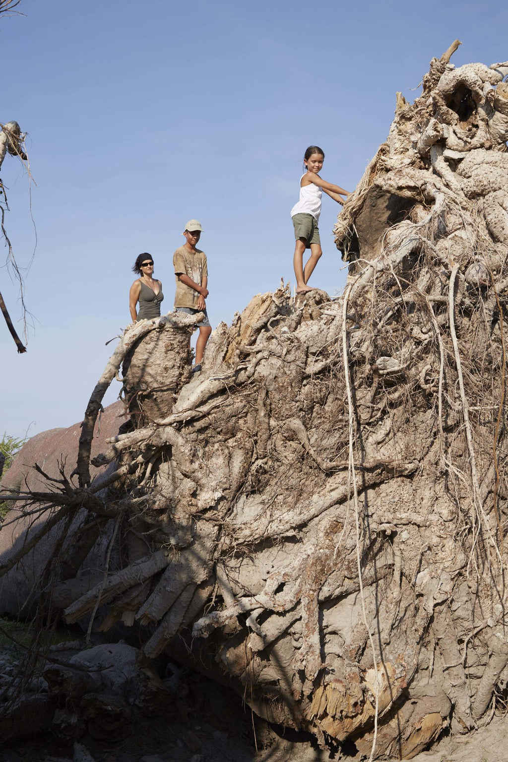 Fallen Baobab  gallery image 3