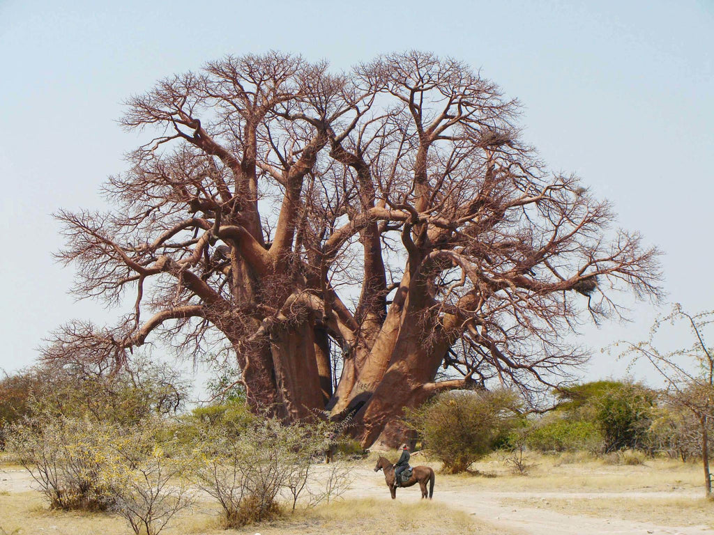 Fallen Baobab  gallery image 1