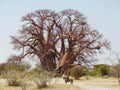 Fallen Baobab  gallery image 1