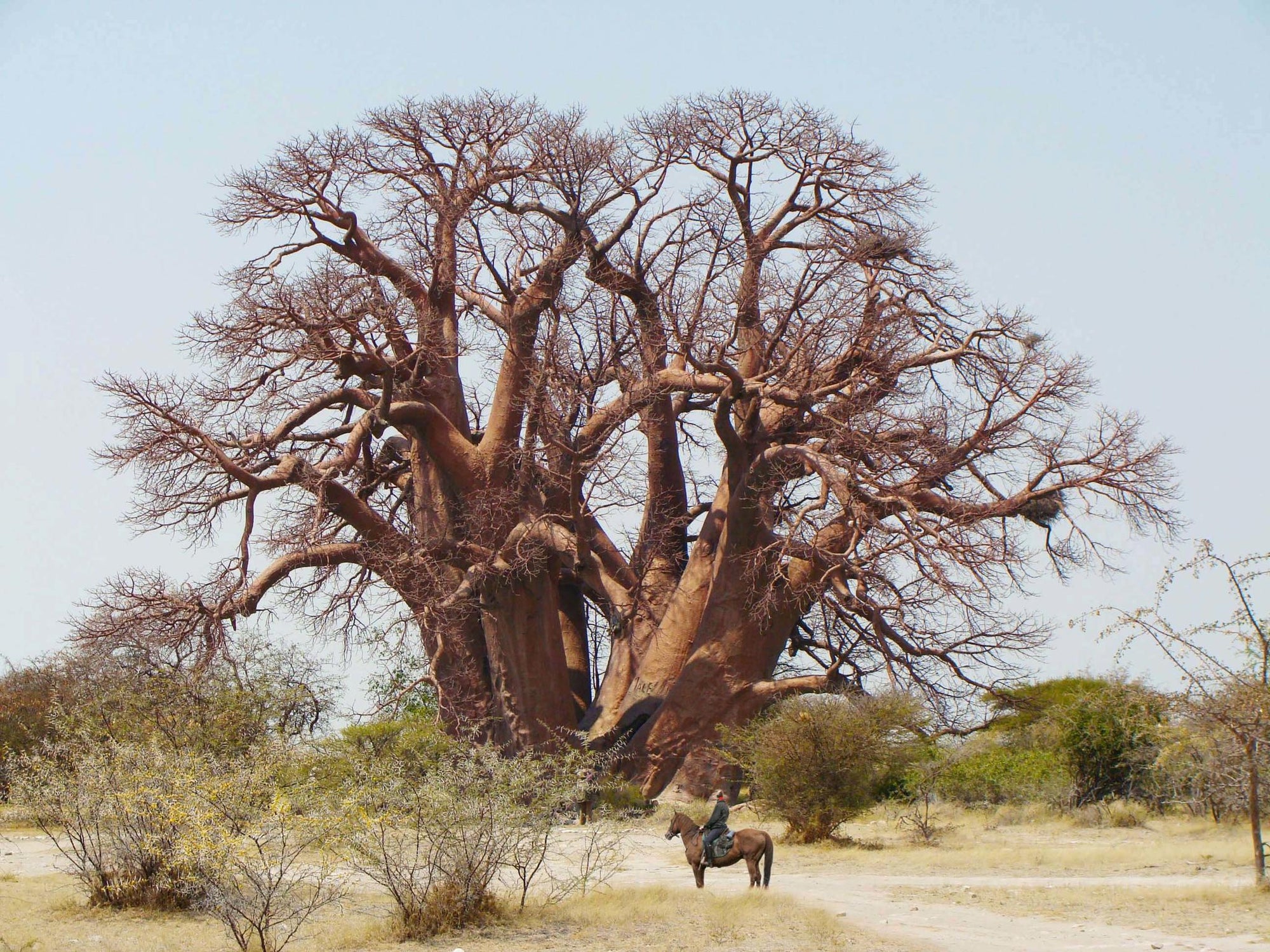 Fallen Baobab  gallery image 1