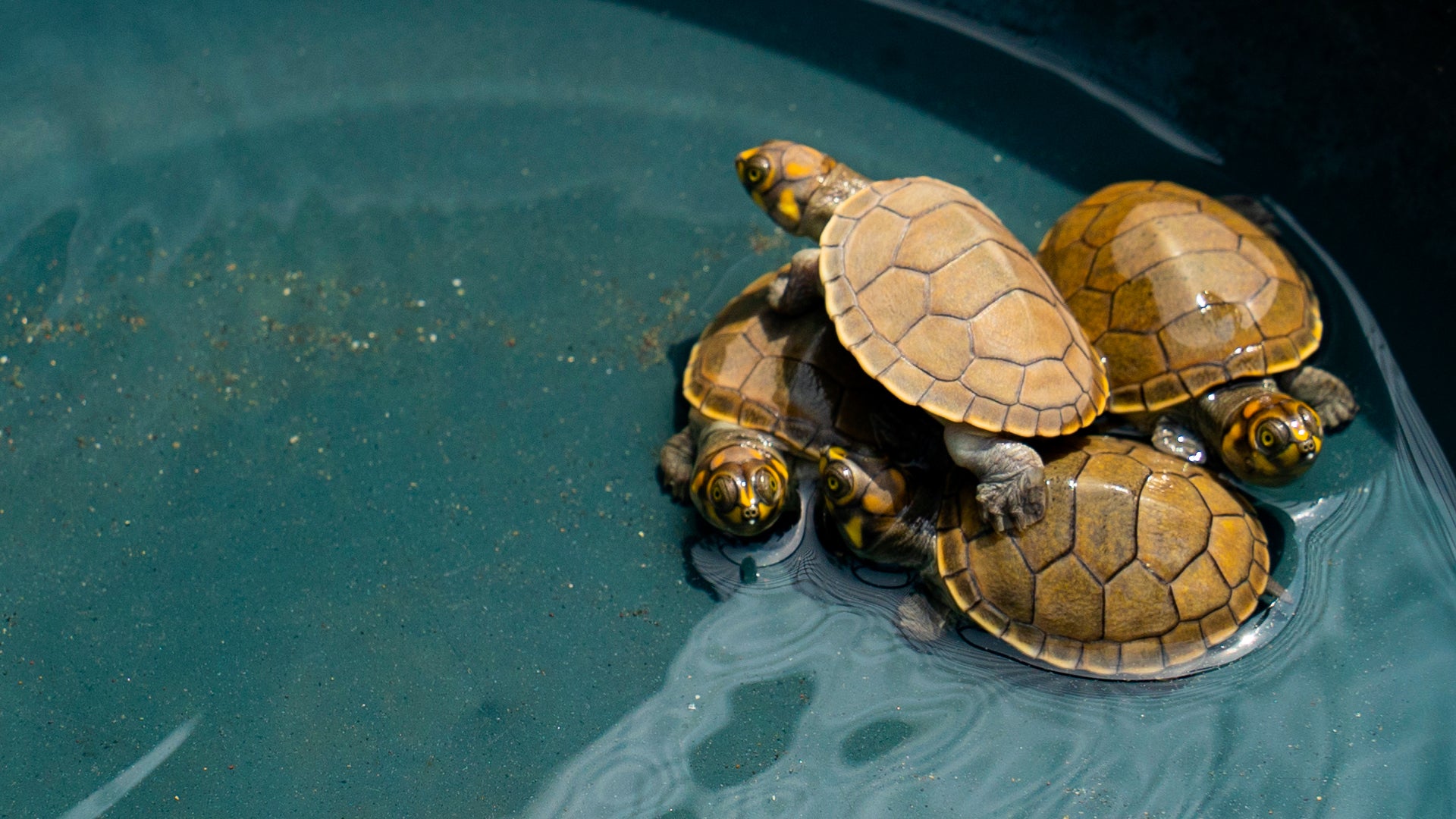 Charapa Turtle Adoption Program