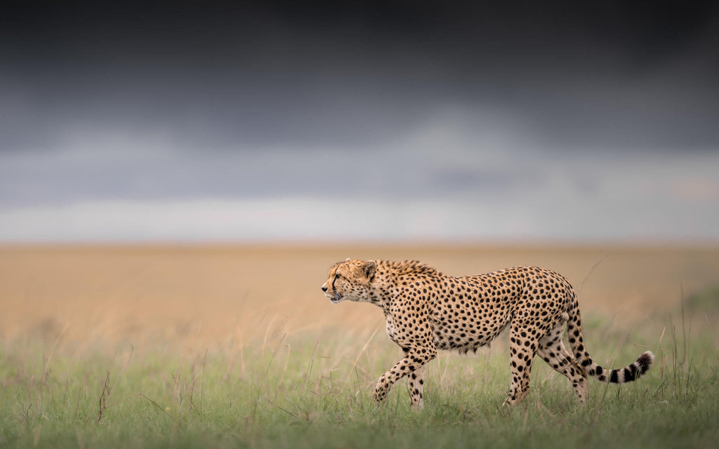 Mara-Meru Cheetah Project gallery image 10